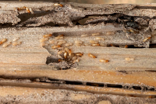 Professional Pest Control in Maplewood, MN